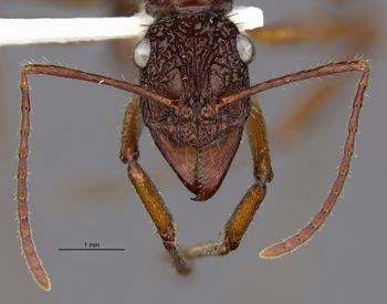 Media type: image;   Entomology 33788 Aspect: head frontal view